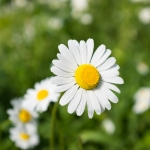 DSCF1286