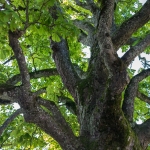 DSCF1451