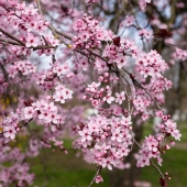 DSCF6131