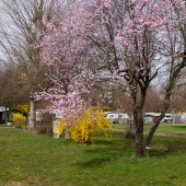 DSCF6132